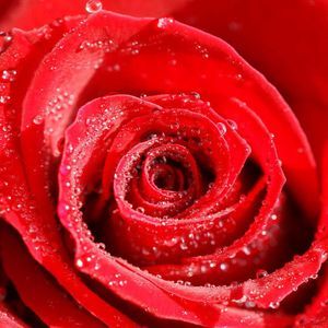 Meet your Posher, Sonia